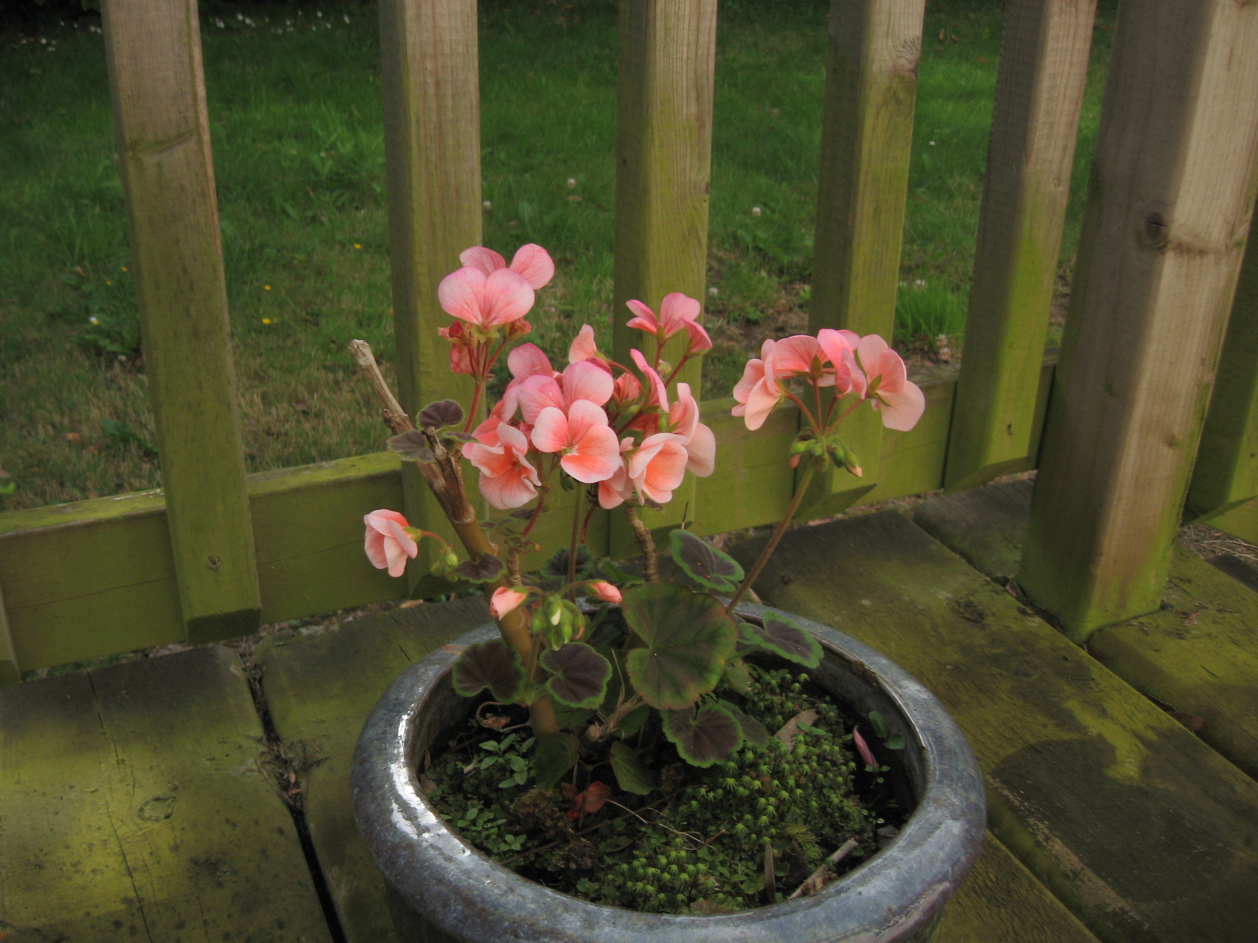 Pink flowers on mossy wood