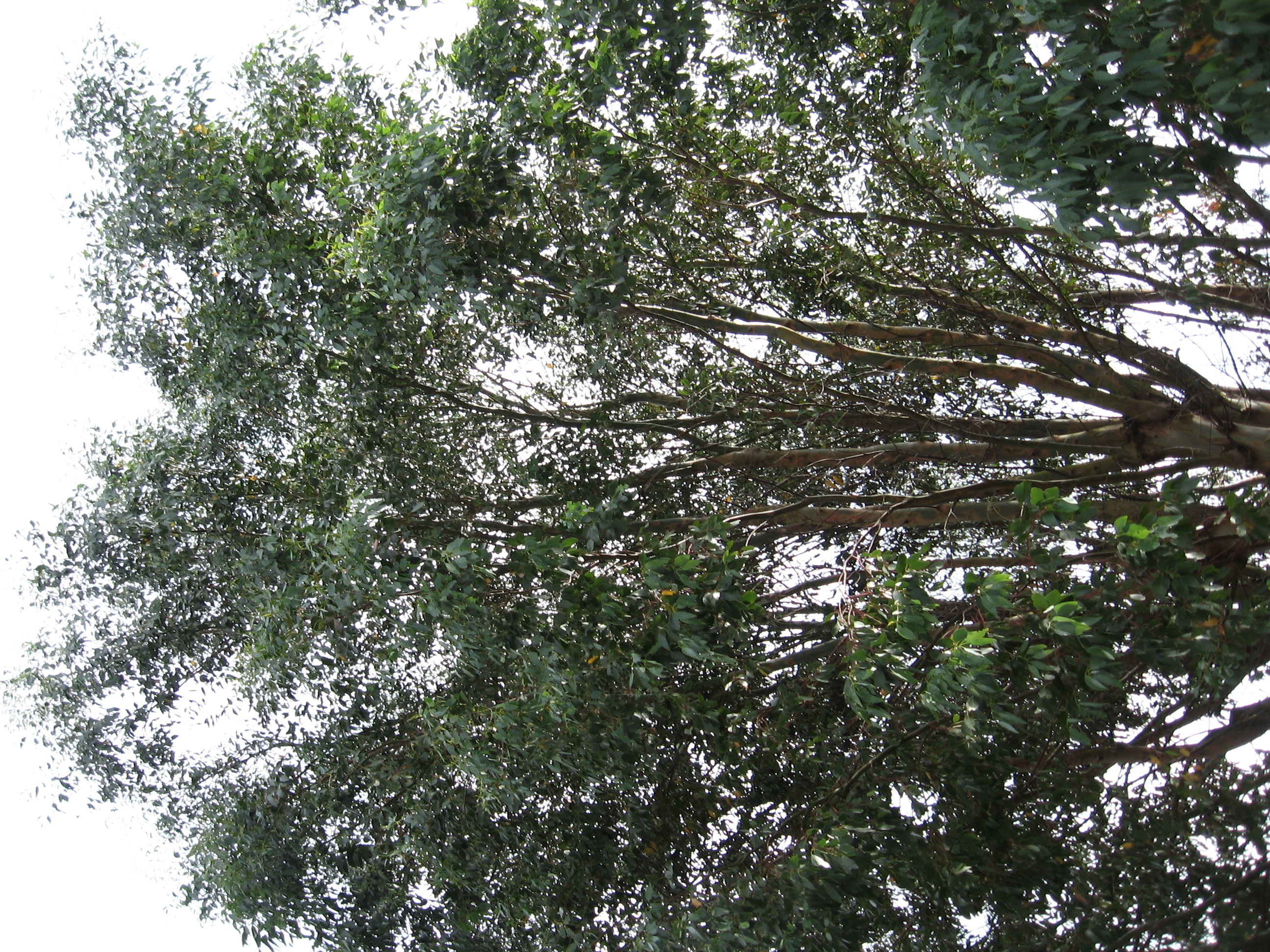 Eucalyptus tree potrait
