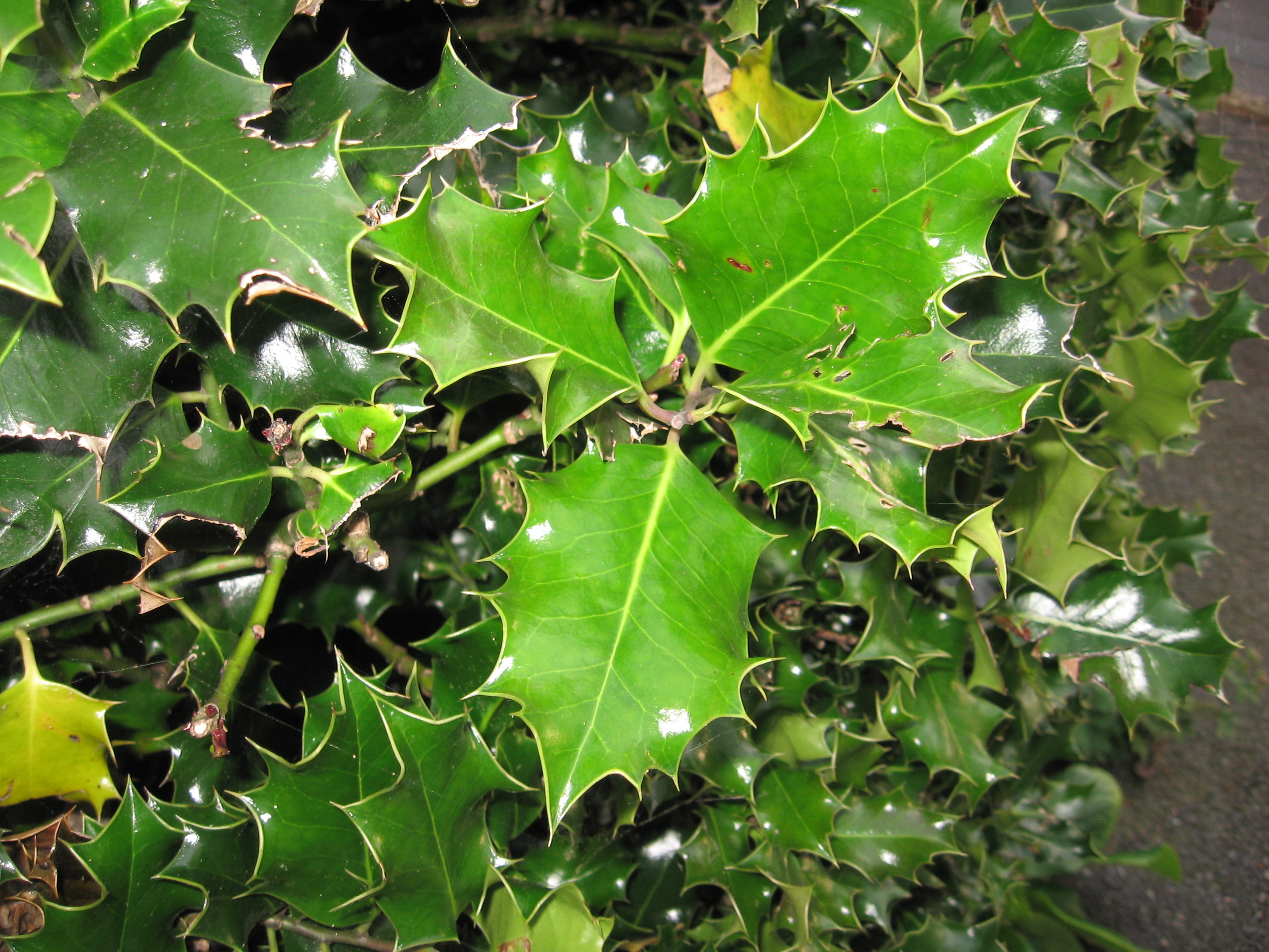 Holly leaves in harsh lighting