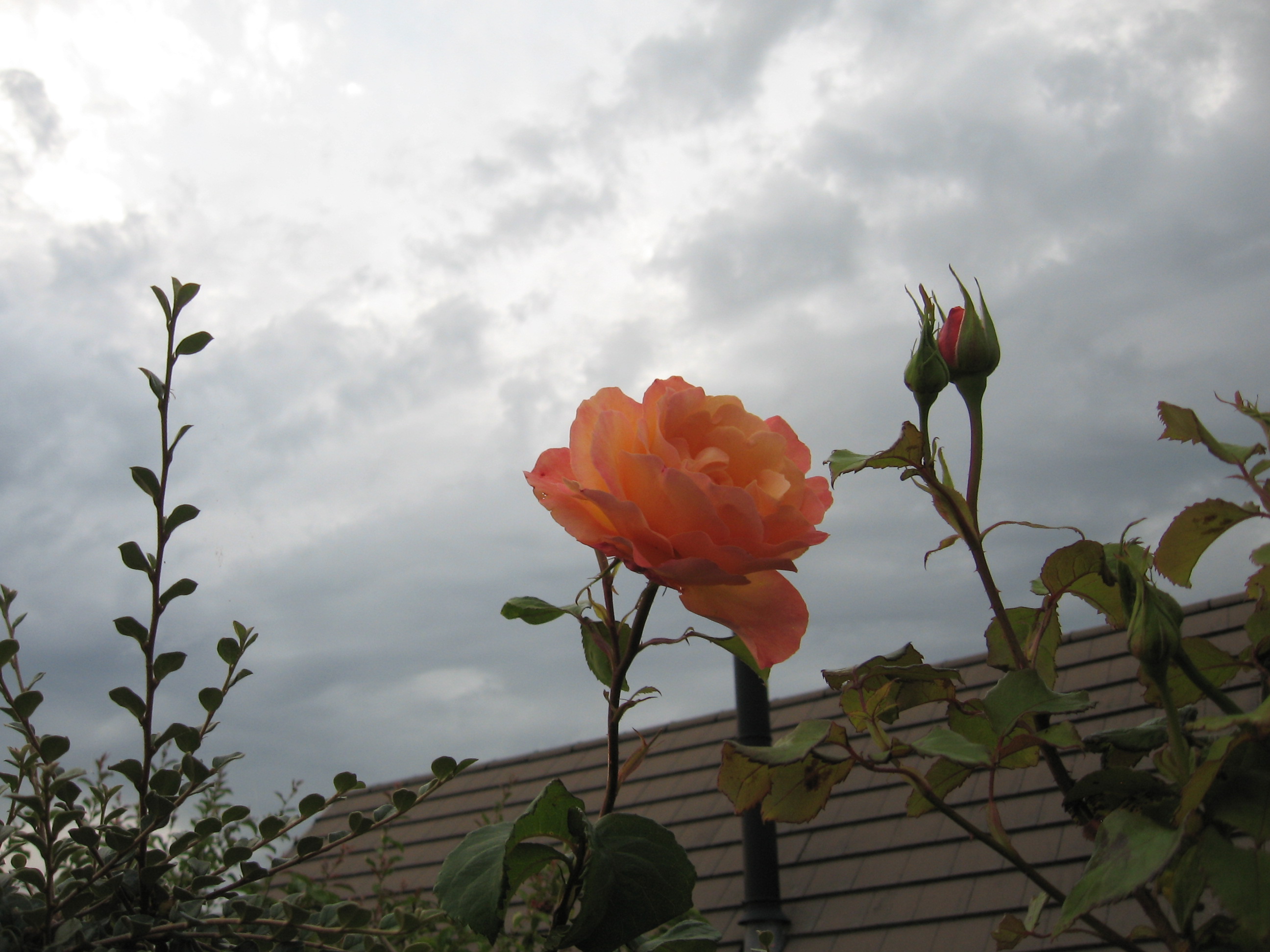 Orange/pink flower against sky