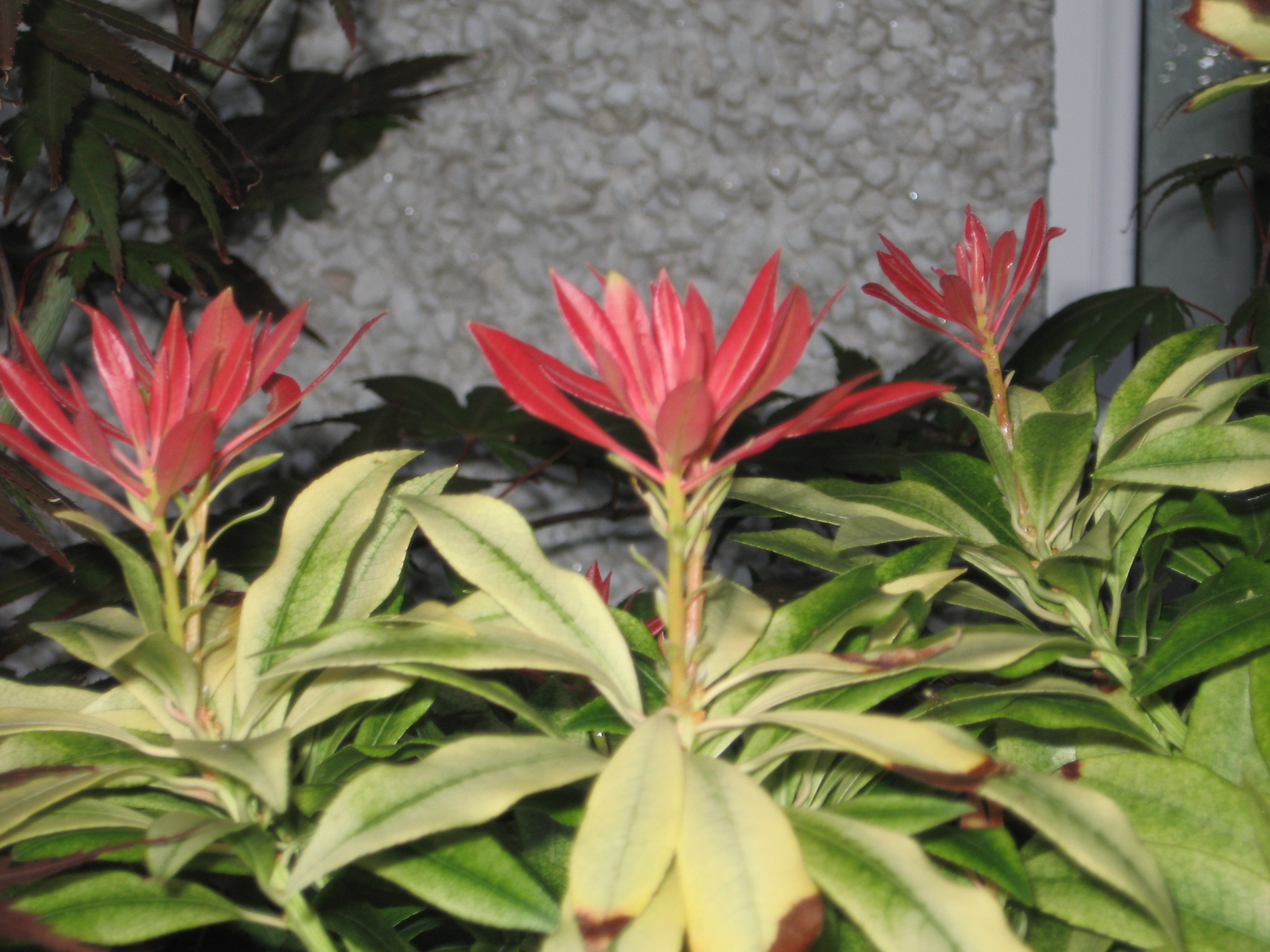 Flowers in harsh lighting